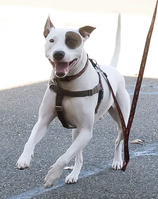 PetCure Oncology Central Office - Advanced Cancer Treatments for Cats & Dogs 12