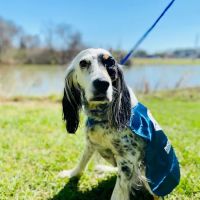 PetCure Oncology Central Office - Advanced Cancer Treatments for Cats & Dogs ico