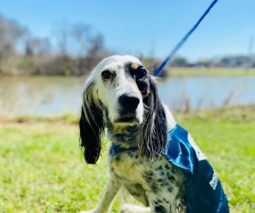 PetCure Oncology Central Office - Advanced Cancer Treatments for Cats & Dogs