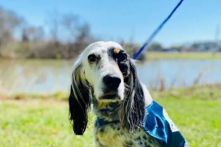 PetCure Oncology Central Office - Advanced Cancer Treatments for Cats & Dogs