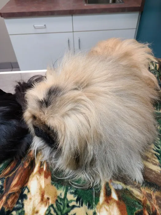 Premier Veterinary Group - Mundelein 12