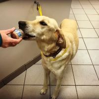 Premier Veterinary Group - Mundelein ico