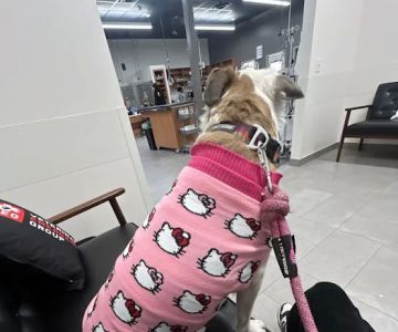 Veterinary Emergency Group