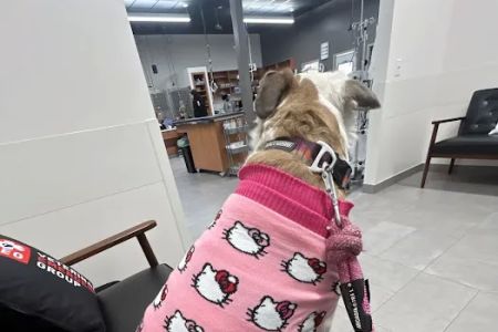 Veterinary Emergency Group