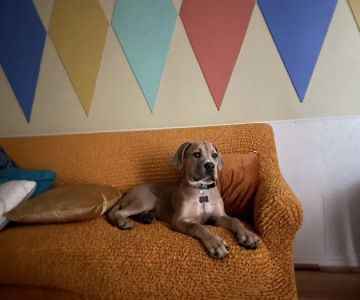 Harper Animal Hospital