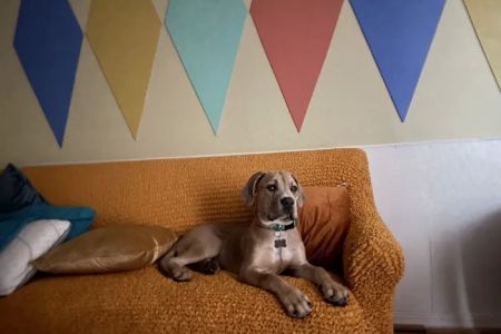 Harper Animal Hospital
