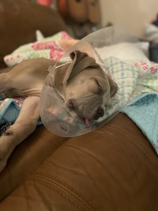 Harper Animal Hospital 12