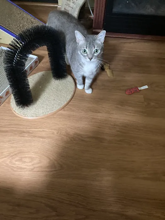 Harper Animal Hospital 12