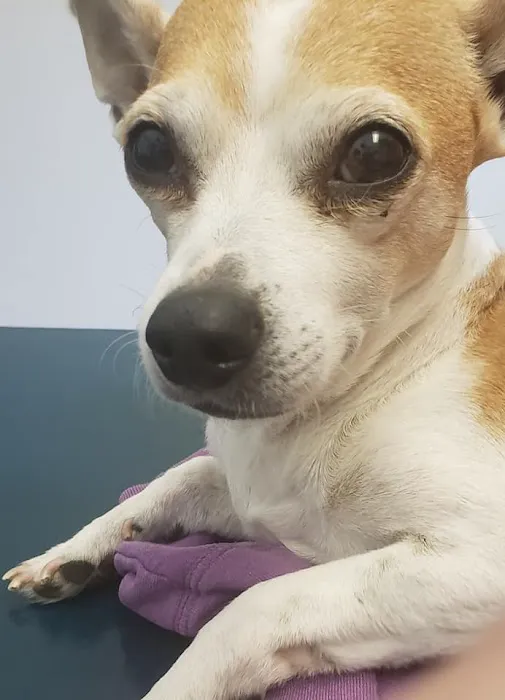 Barrington Square Animal Hospital 12