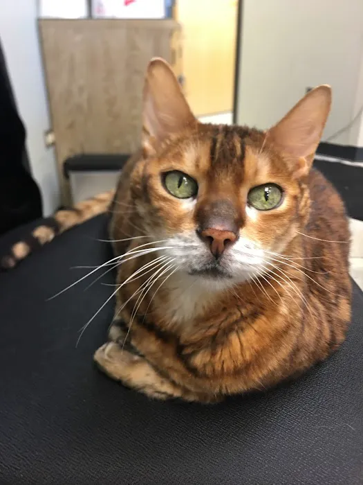 Hoffman Estates Animal Hospital, A Thrive Pet Healthcare Partner 12