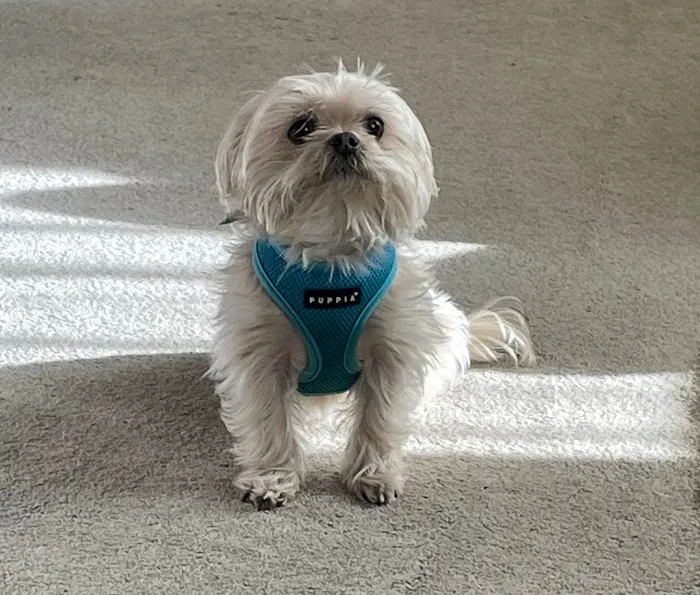 Hoffman Estates Animal Hospital, A Thrive Pet Healthcare Partner 12
