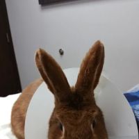 Hometown Veterinary Partners Schaumburg ico
