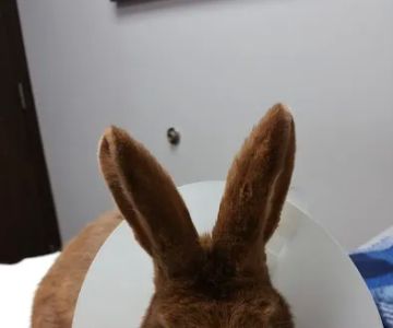 Hometown Veterinary Partners Schaumburg
