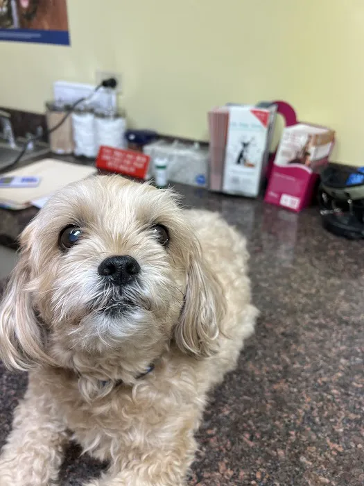 Elk Grove Pet Clinic 2
