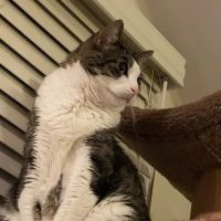 Elk Grove Pet Clinic ico