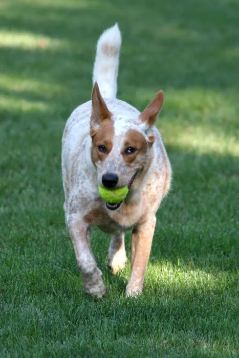 Elk Grove Pet Clinic 6