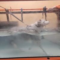 4 Life Animal Wellness Center PLLC ico