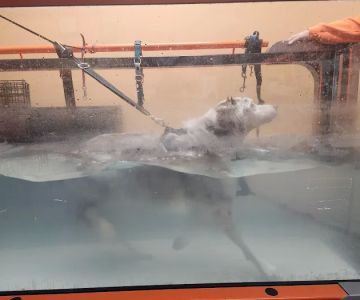 4 Life Animal Wellness Center PLLC
