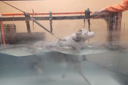 4 Life Animal Wellness Center PLLC