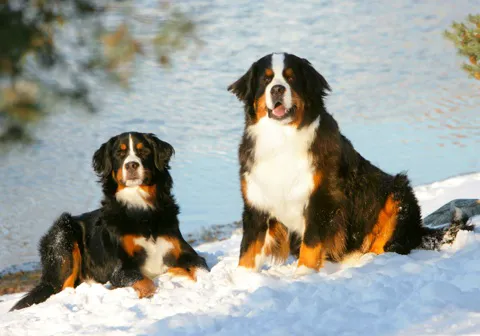 4 Life Animal Wellness Center PLLC 12