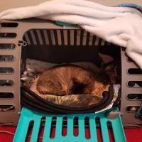 Radiocat ico