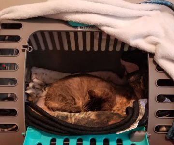 Radiocat