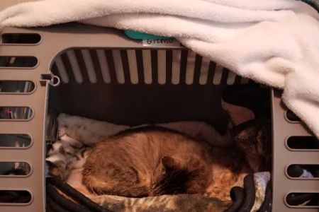 Radiocat