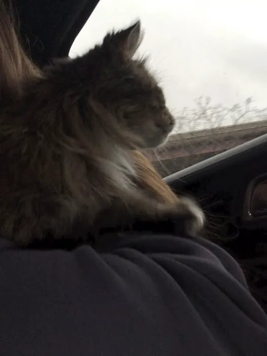 Radiocat 12