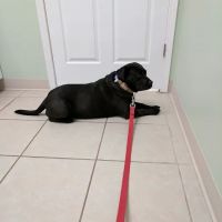 Gilmer Road Animal Hospital ico