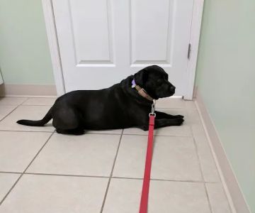 Gilmer Road Animal Hospital
