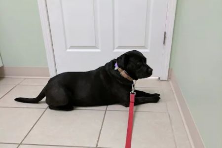 Gilmer Road Animal Hospital