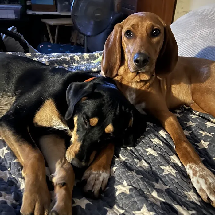Gilmer Road Animal Hospital 9