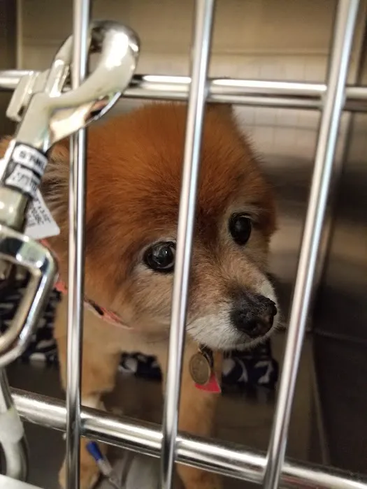 Gilmer Road Animal Hospital 8