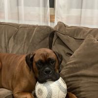 Glen Oak Dog & Cat Hospital ico