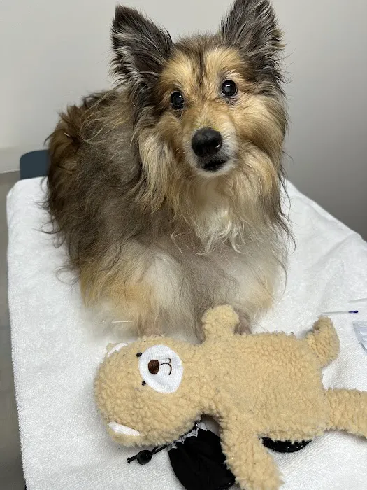Glen Oak Dog & Cat Hospital 12