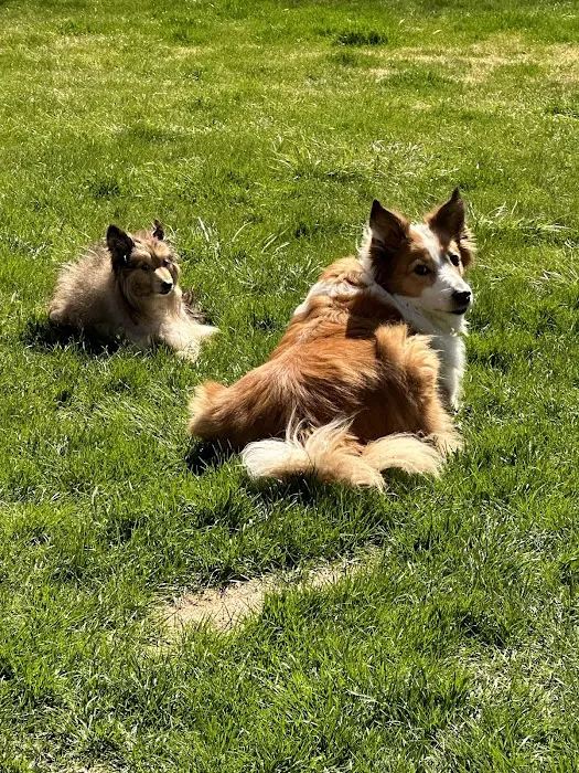 Glen Oak Dog & Cat Hospital 12