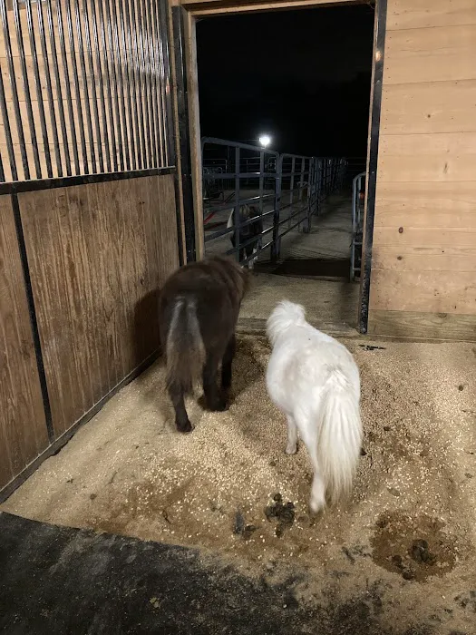 SOUL Harbour Ranch Animal Therapy Program 12