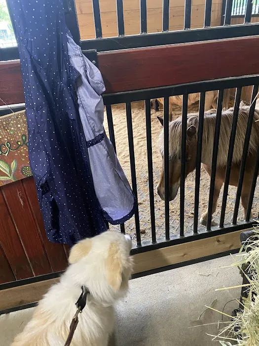 SOUL Harbour Ranch Animal Therapy Program 12