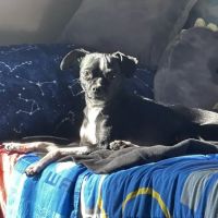 Vetco Total Care Animal Hospital ico