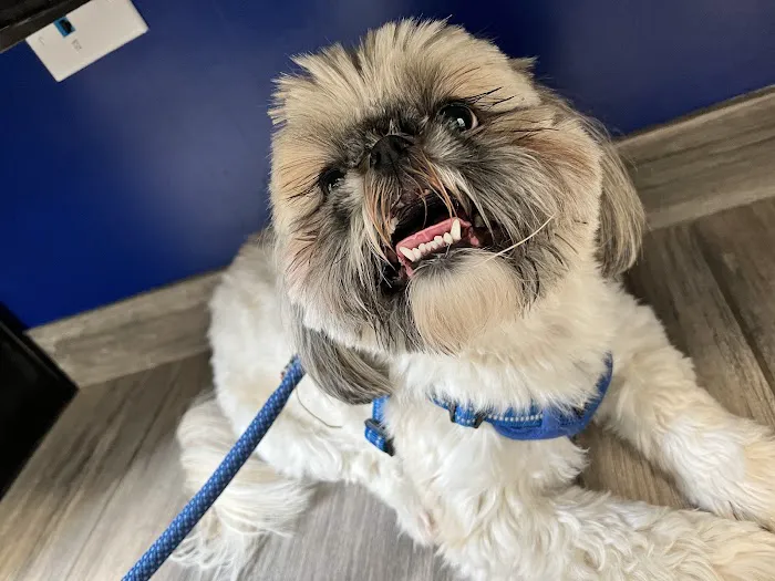 Happy Paws Animal Hospital Lake Zurich IL 12