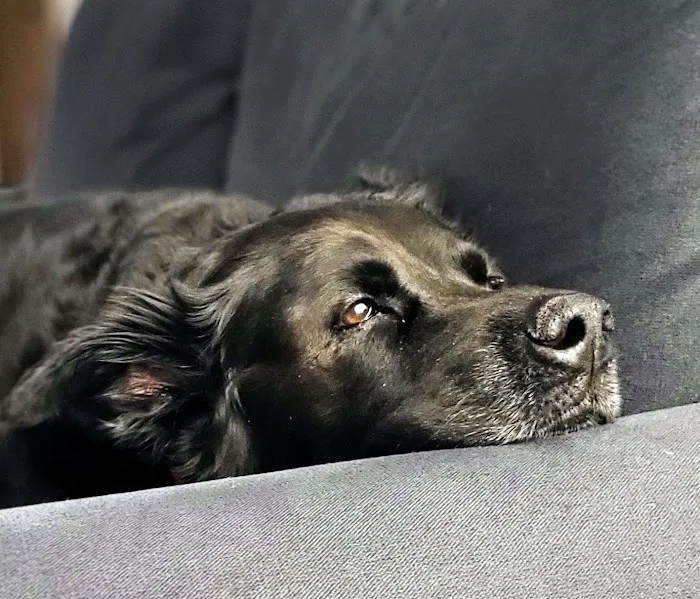 Happy Paws Animal Hospital Lake Zurich IL 12