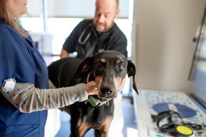 VCA Noyes Animal Hospital 3