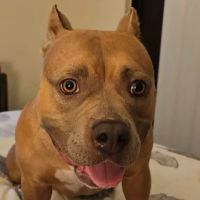 Animal Hospital At The Shores ico