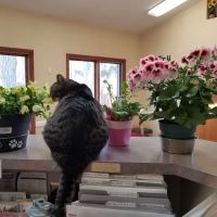 All Creatures Animal Hospital ico