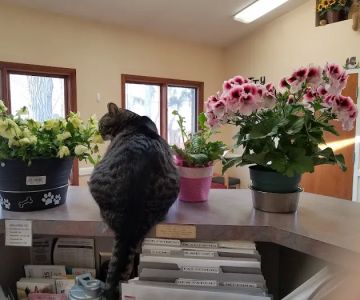 All Creatures Animal Hospital