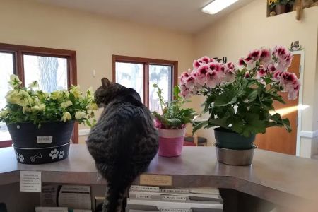 All Creatures Animal Hospital