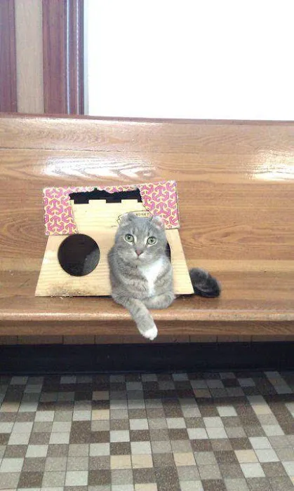 Morton Grove Animal Hospital 1