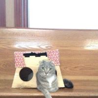 Morton Grove Animal Hospital ico