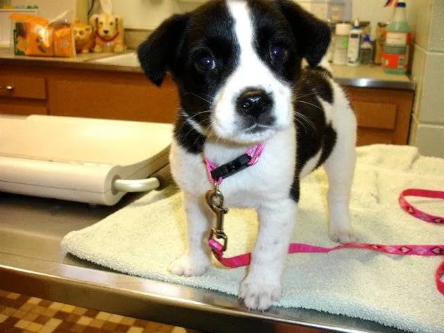 Morton Grove Animal Hospital 7