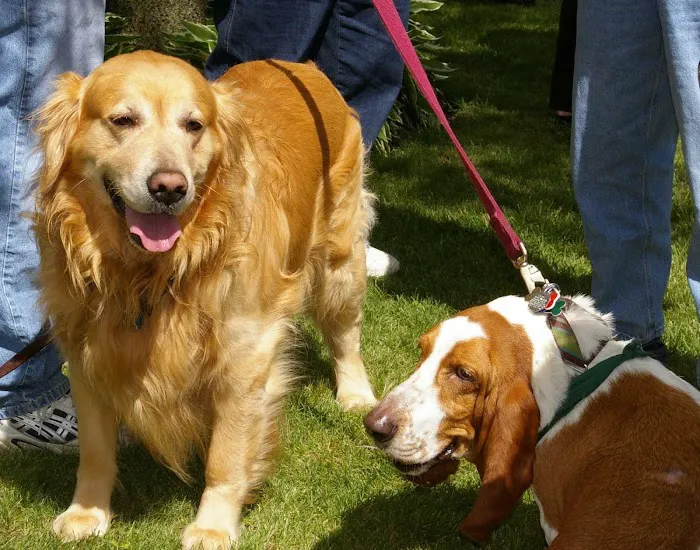 Morton Grove Animal Hospital 10